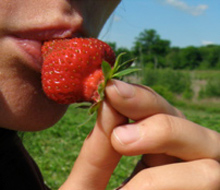 strawberrytasting.jpg