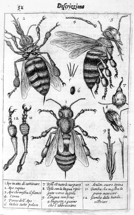 L0008282 The drawings of a bee and its parts.